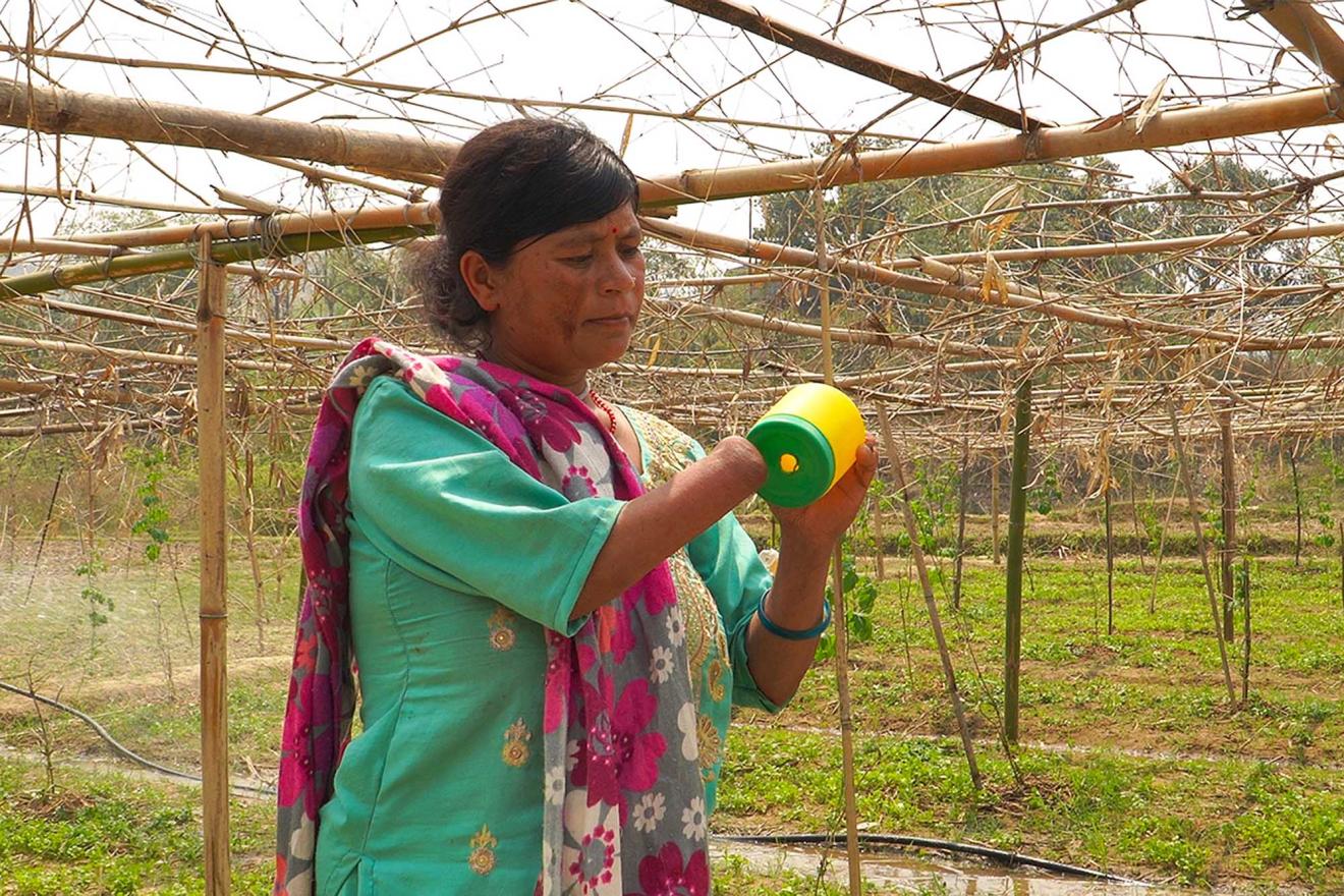 A woman standing in an agricultural field with a structure made of bamboo poles and wires overhead. She is holding a yellow and green object.